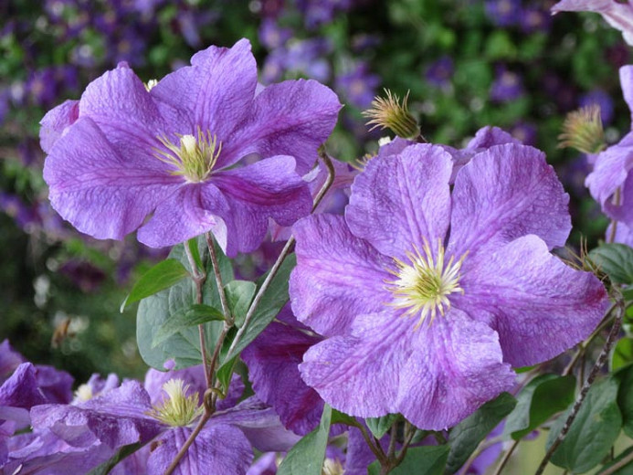 Clematis Victoria (Late Large-Flowered Clematis)
