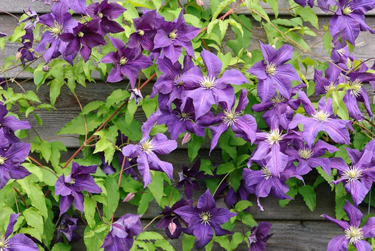Clematis Aotearoa (Late Large-Flowered Clematis)