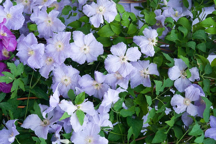 Clematis Blue Angel (Late Large-Flowered Clematis)