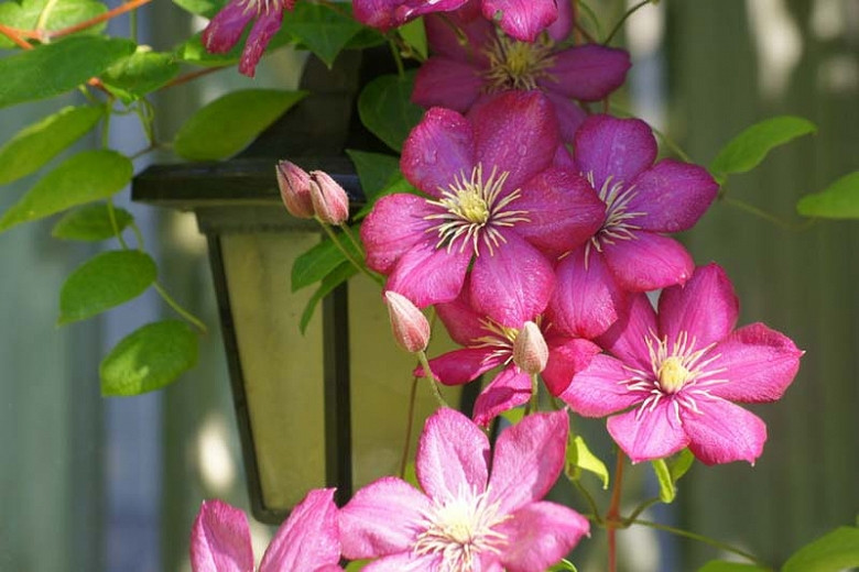 Clematis - Late Large-Flowered Group