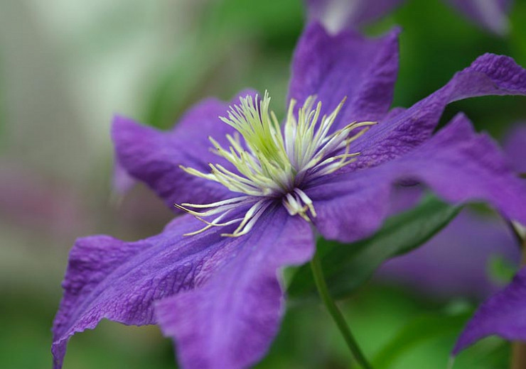 Clematis Rhapsody (Early Large-Flowered Clematis)
