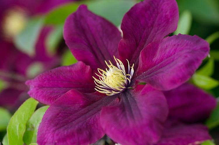 Clematis Rosemoor (Early Large-Flowered Clematis)