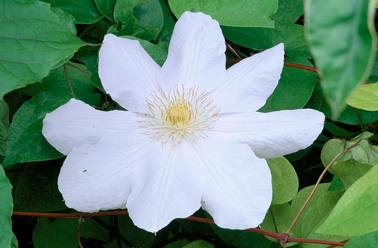 Clematis Huldine (Late Large-Flowered Clematis)