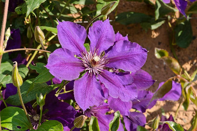 Clematis Gipsy Queen (Late Large-Flowered Clematis)