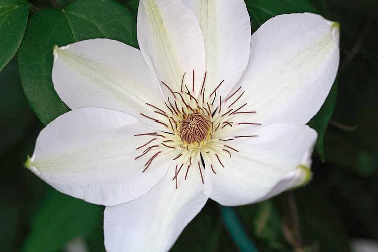 Clematis Henryi (Early Large-Flowered Clematis)
