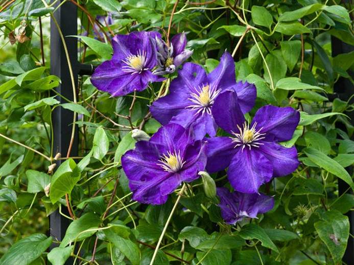 Clematis Lady Betty Balfour (Late Large-Flowered Clematis)