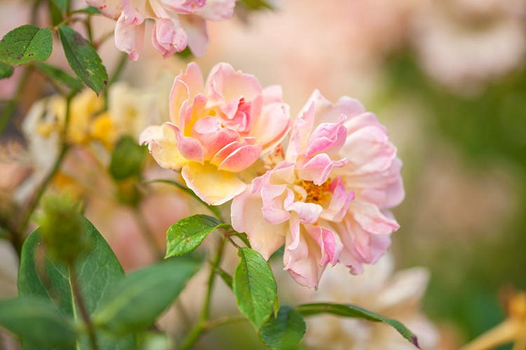 Rosa × odorata Mutabilis (Chinese Rose)