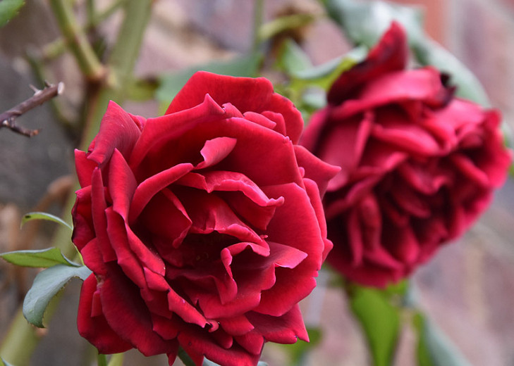 Rosa Crimson Glory (Climbing Rose)