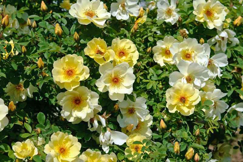 Rosa Fruhlingsgold (Shrub Rose)