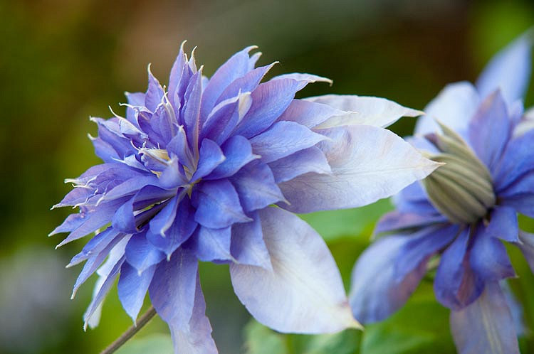 Clematis Multi Blue (Early Large-Flowered Clematis)