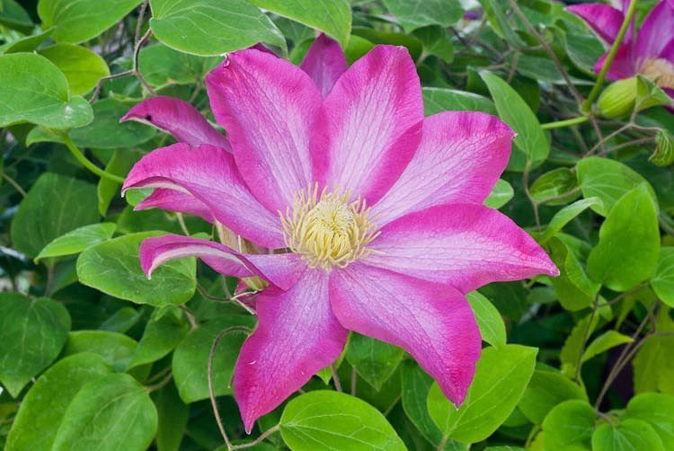 Clematis Pink Champagne (Early Large-Flowered Clematis)