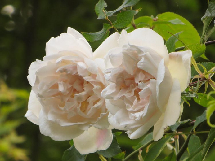 Rosa Madame Alfred Carriere (Climbing Rose)