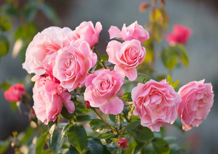 Rosa Tickled Pink (Floribunda Rose)