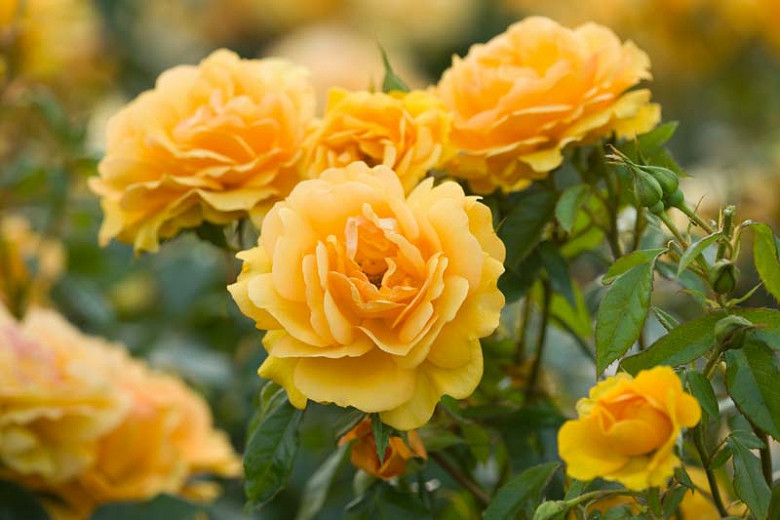 Rosa Golden Beauty (Floribunda Rose)