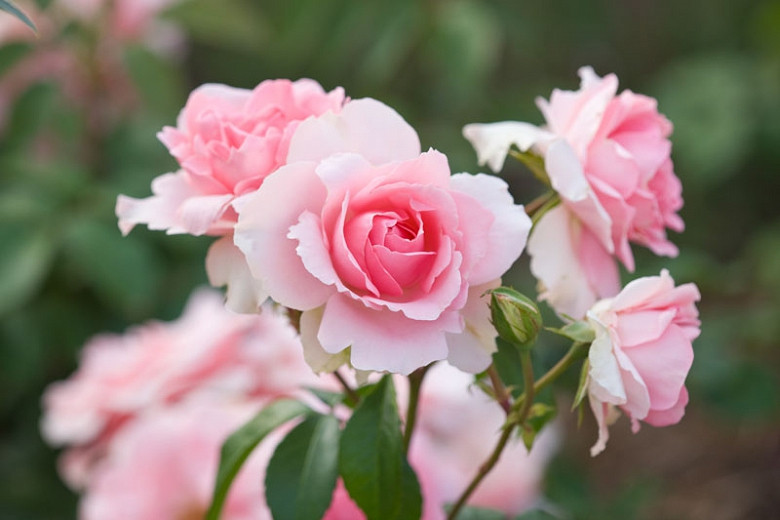 Rosa Youre Beautiful (Floribunda Rose)