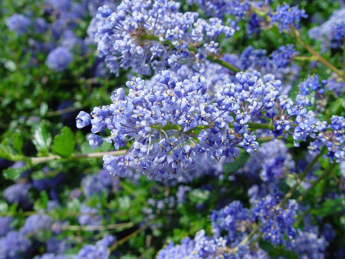 Ceanothus Autumnal Blue (California Lilac)