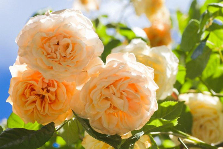 Rosa Buff Beauty (Hybrid Musk Rose)