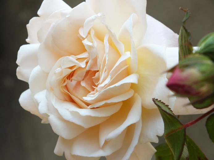 Rosa Gruss an Aachen (Polyantha Rose)