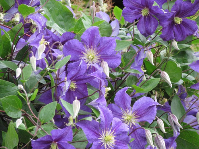 Clematis Wisley (Viticella Group)