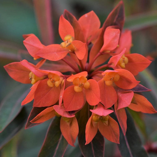 Euphorbia griffithii Fireglow (Spurge)