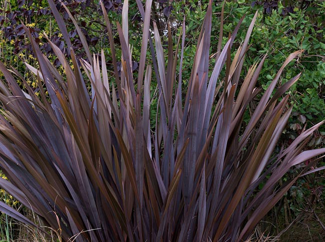 Phormium tenax Purpureum Group (New Zealand Flax)