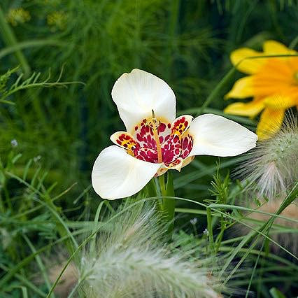 Tigridia pavonia Alba (Tiger Flower)