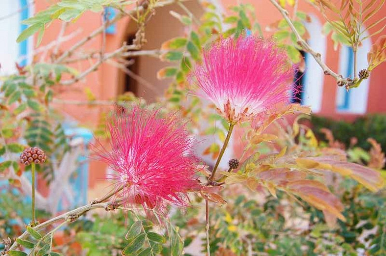 Albizia julibrissin f. rosea (Pink Silk Tree)