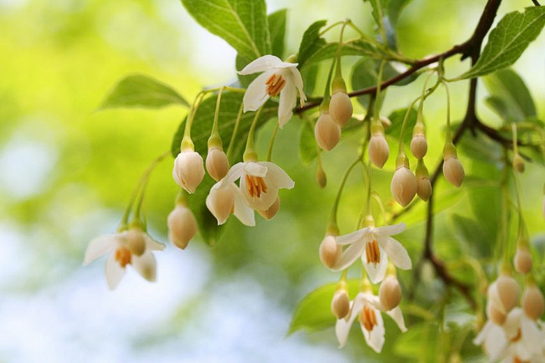 Styrax japonicus (Japanese Snowbell)