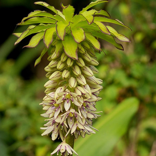 Eucomis bicolor (Pineapple Lily)