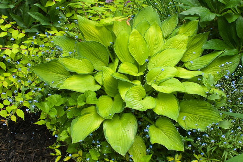Hosta Gold Standard (Plantain Lily)