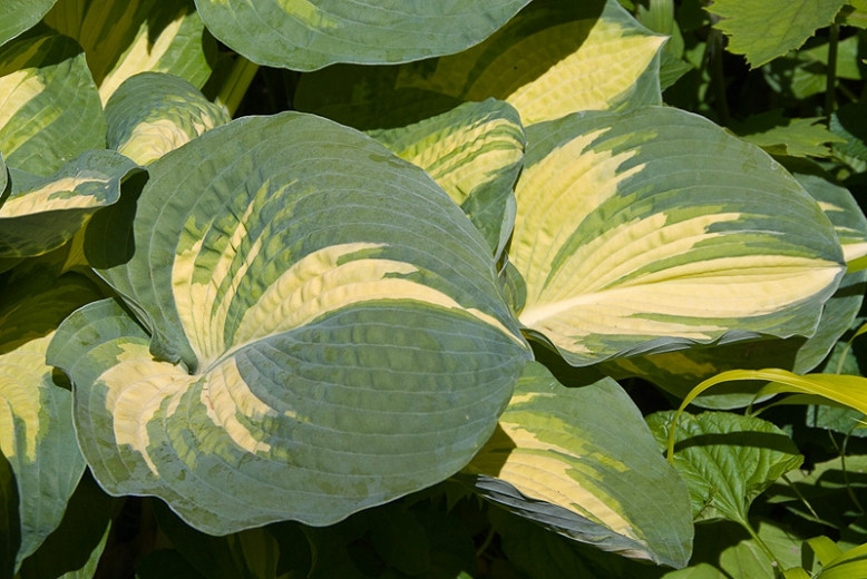 Hosta Great Expectations (Plantain Lily)