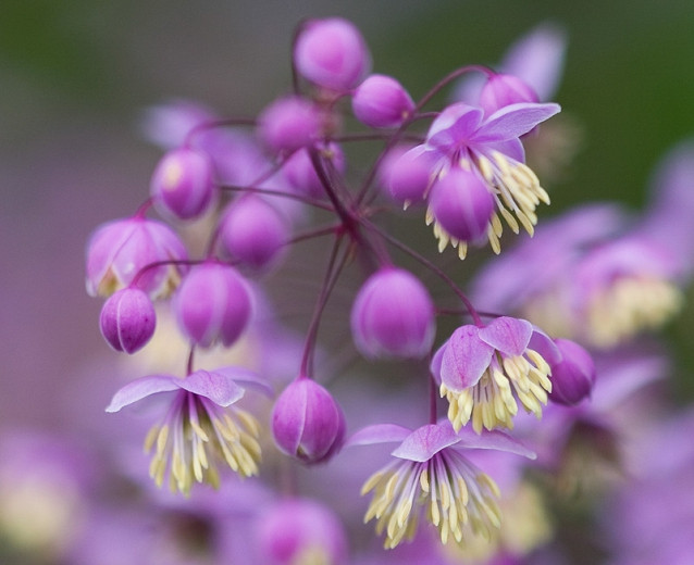 Thalictrum delavayi (Chinese Meadow Rue)