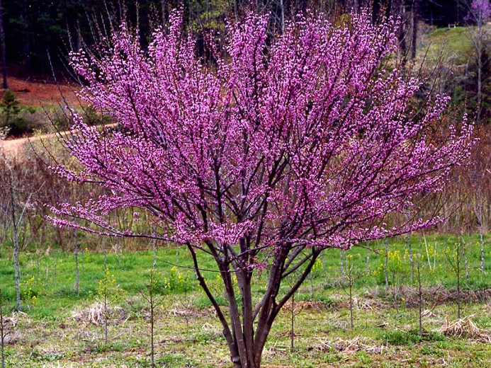 Cercis canadensis Alley Cat (Eastern Redbud) – Garden