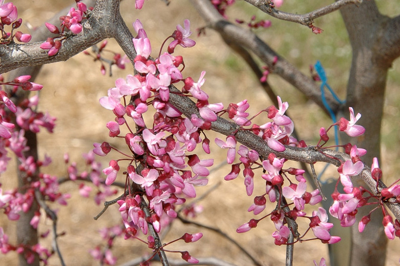 Cercis canadensis Ruby Falls (Redbud)