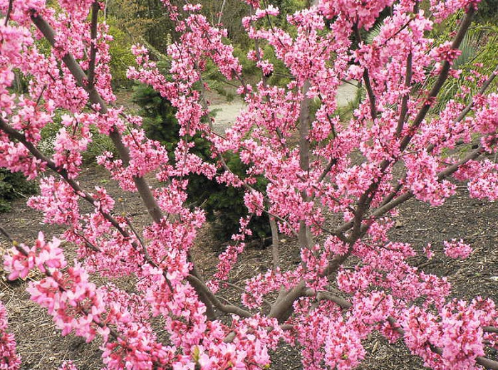 Cercis canadensis Tennessee Pink (Eastern Redbud)