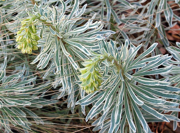Euphorbia characias Glacier Blue (Spurge)