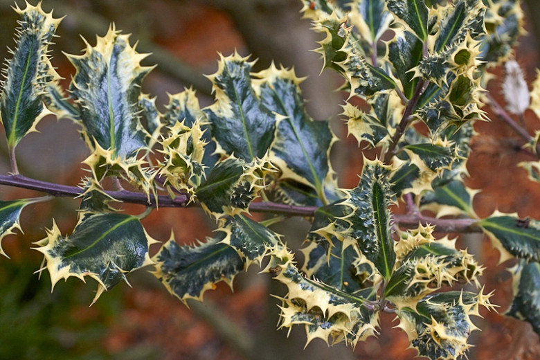 Ilex aquifolium Ferox Argentea (English Holly)