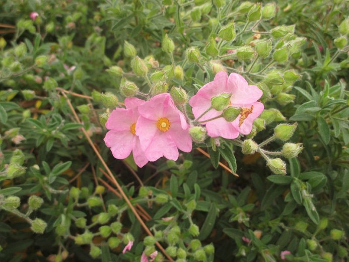 Cistus × skanbergii (Dwarf Pink Rockrose)