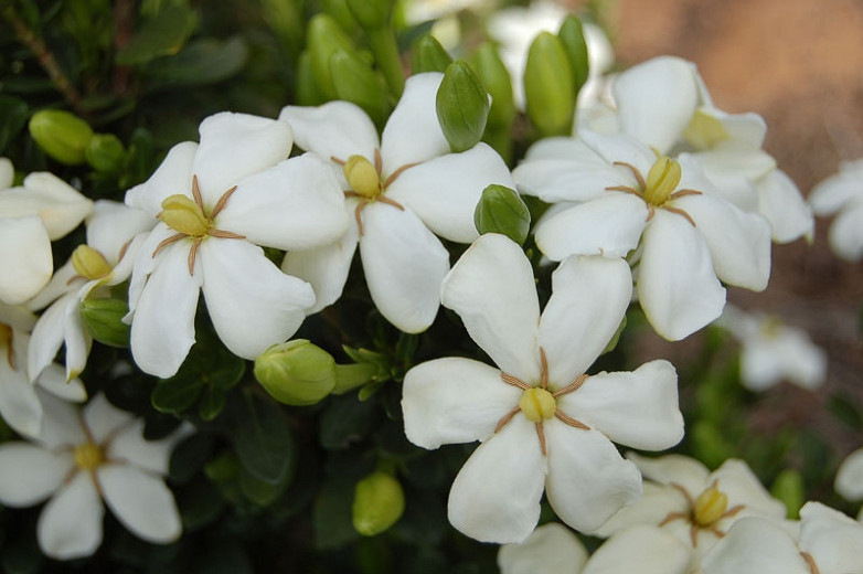 Gardenia jasminoides Heaven Scent (Cape Jasmine)