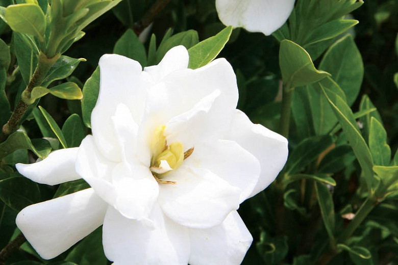 Gardenia jasminoides Jubilation™ (Cape Jasmine)