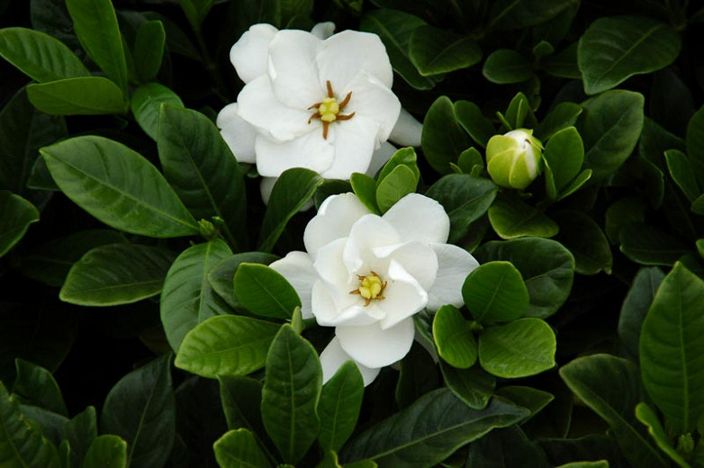 Gardenia jasminoides Buttons (Cape Jasmine)