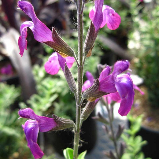 Salvia Ultra Violet (Sage)