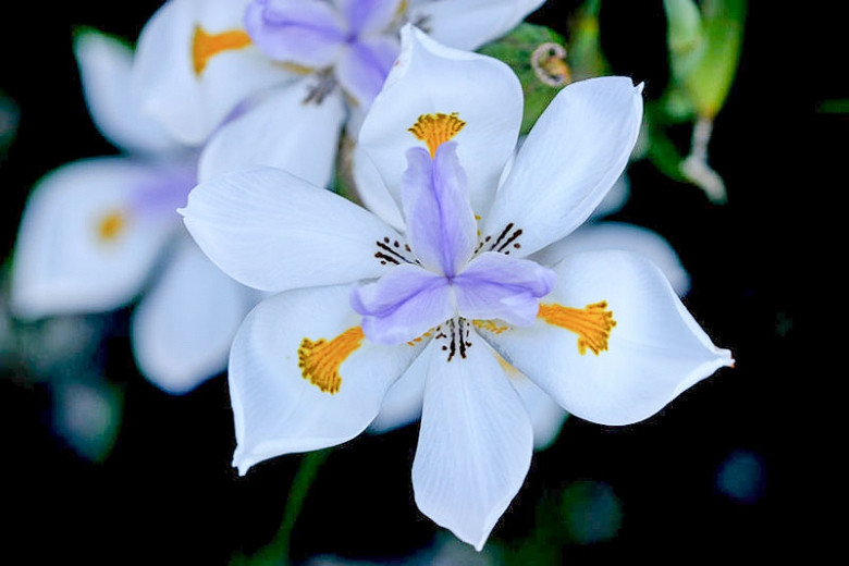 Dietes grandiflora (Fairy Iris)