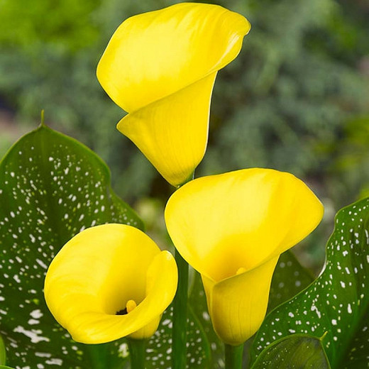 Zantedeschia Golden Chalice (Calla Lily)
