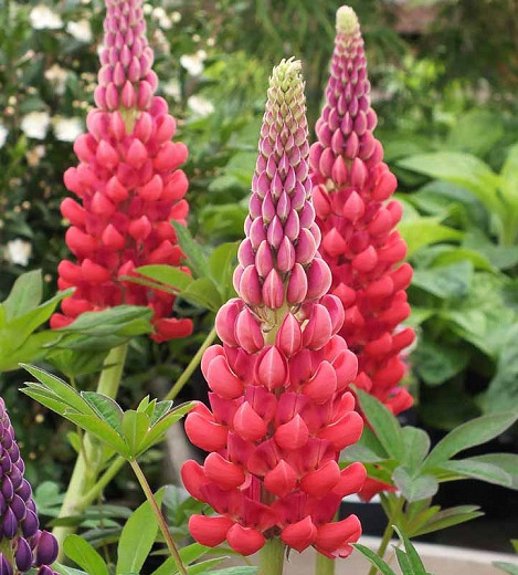 Lupinus Beefeater (Lupine)