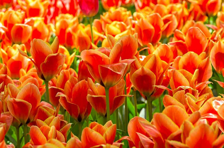 Tulipa Calypso (Greigii Tulip)