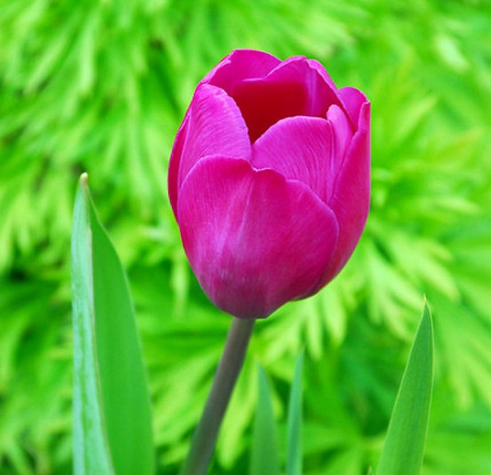 Tulipa Blue Beauty (Triumph Tulip)