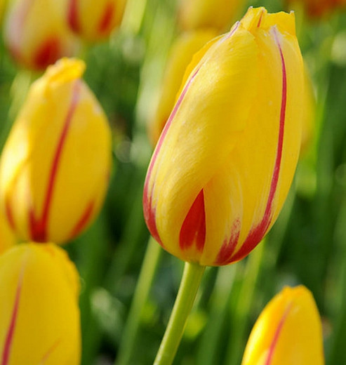 Tulipa La Courtine (Single Late Tulip)