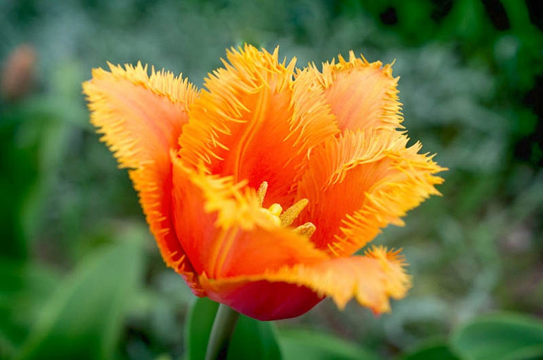 Tulipa Lambada (Fringed Tulip)