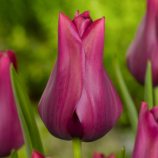 Tulipa Merlot (Lily-Flowered Tulip)